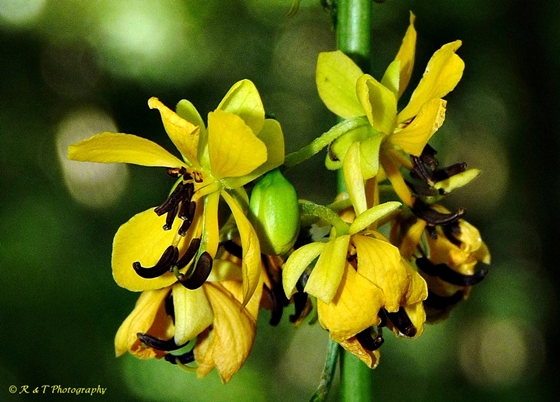 {Senna marilandica}